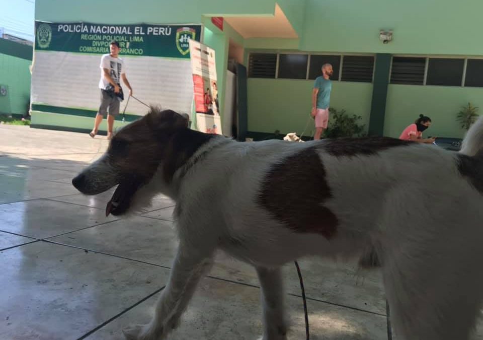 Sacar a pasear a las mascotas es legal en cuarentena