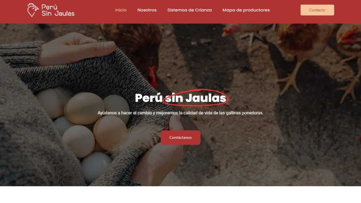 Promueven crianza de gallinas libres de jaulas a través de plataforma informativa “Perú sin Jaulas”