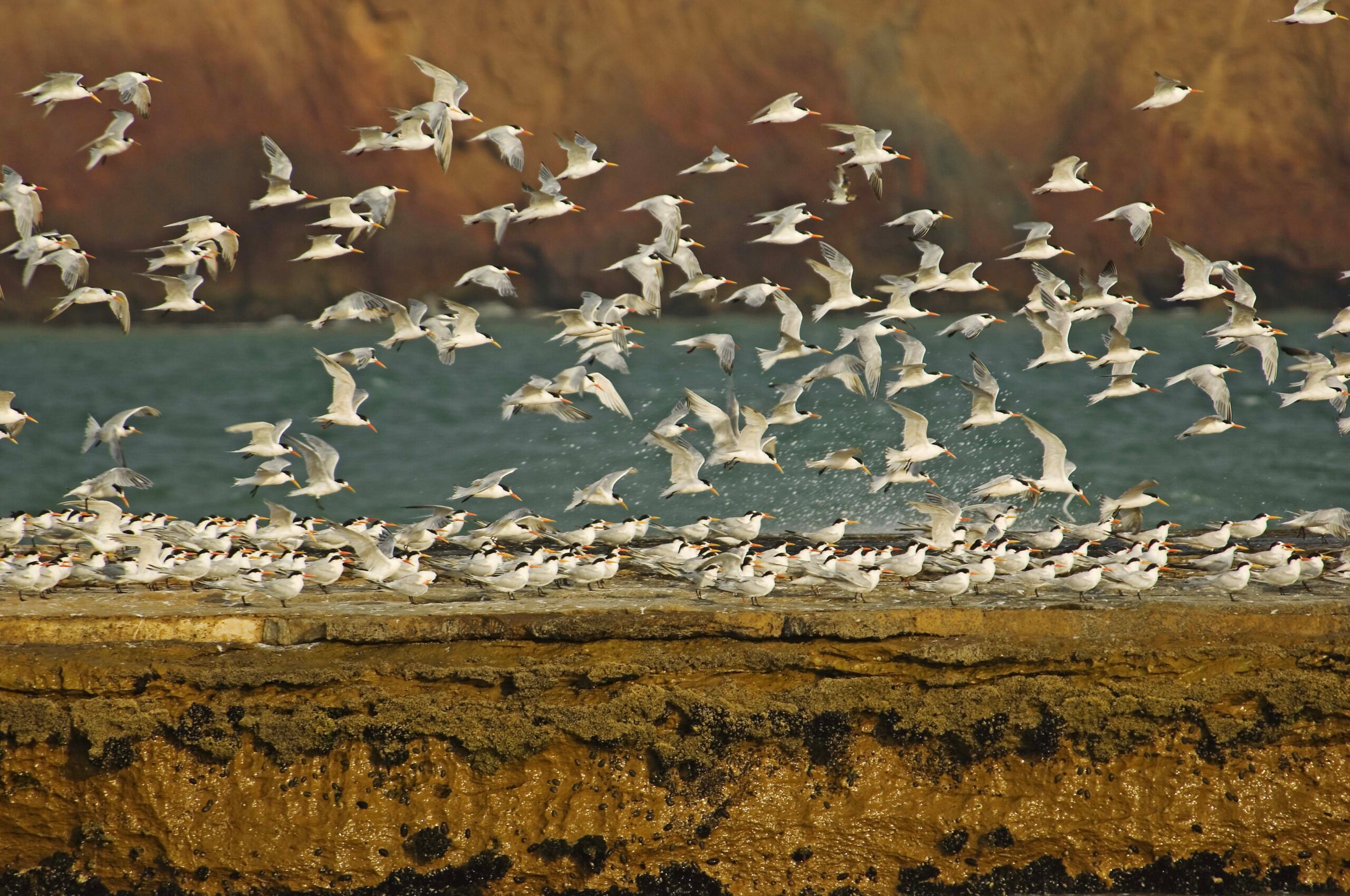 «Paracas, silencio habitado», exposición que festeja los 50 años de Paracas en el Museo Amano