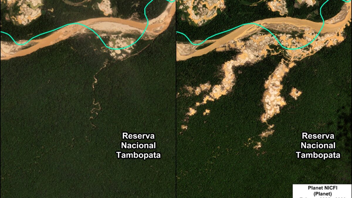 Alerta en Tambopata: minería ilegal vuelve a expandirse dentro de área protegida más emblemática del Perú